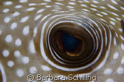 Eye to Eye with a giant puffer fish .... no cropping ! by Barbara Schilling 
